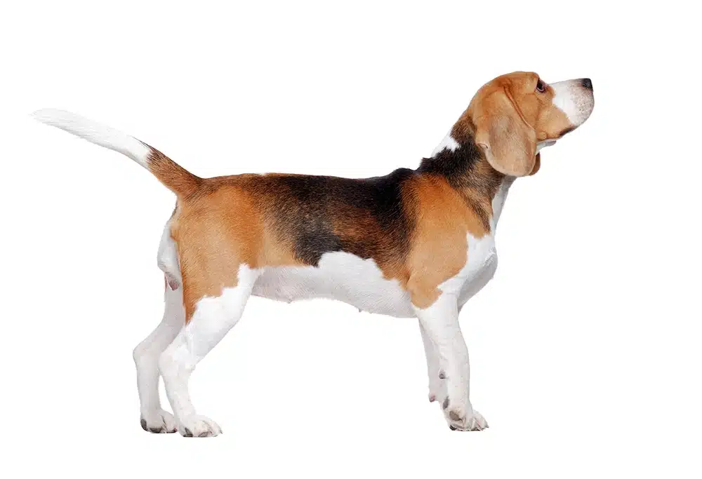 Vue latérale d'un chien Beagle tricolore debout