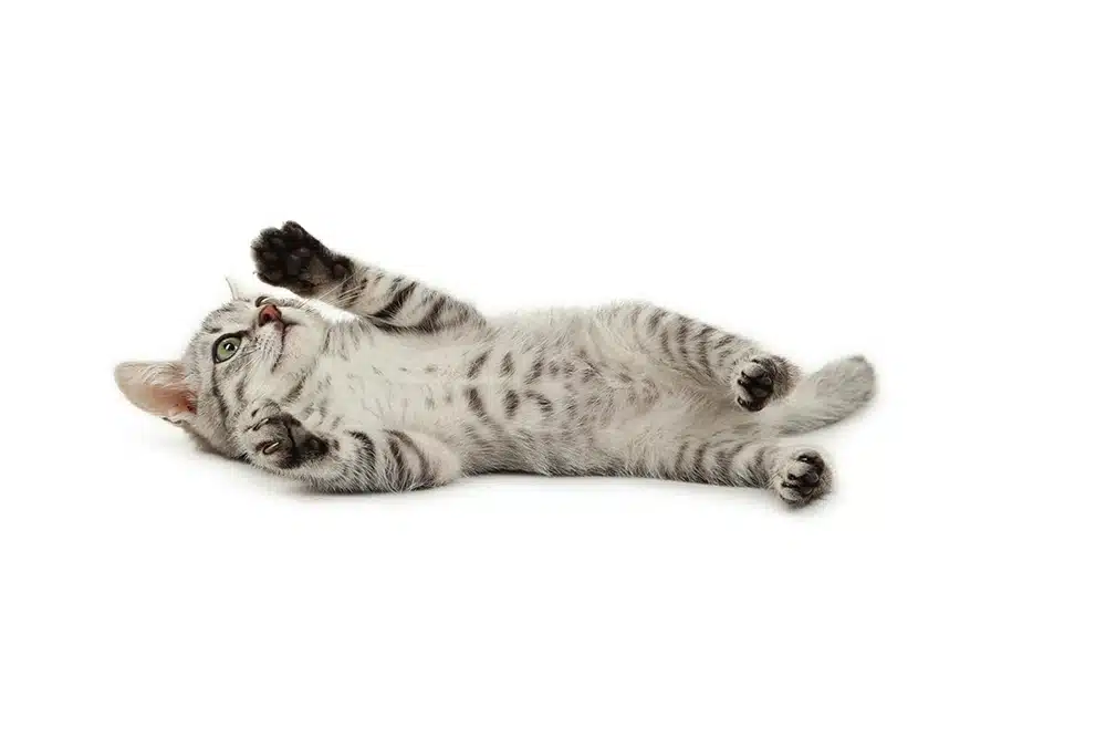 Chaton enjoué couché sur le dos, les pattes en l'air, isolé.