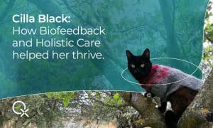 Rescue cat Cilla Black relaxing peacefully by a pond, symbolizing calm and relief through natural care and biofeedback.