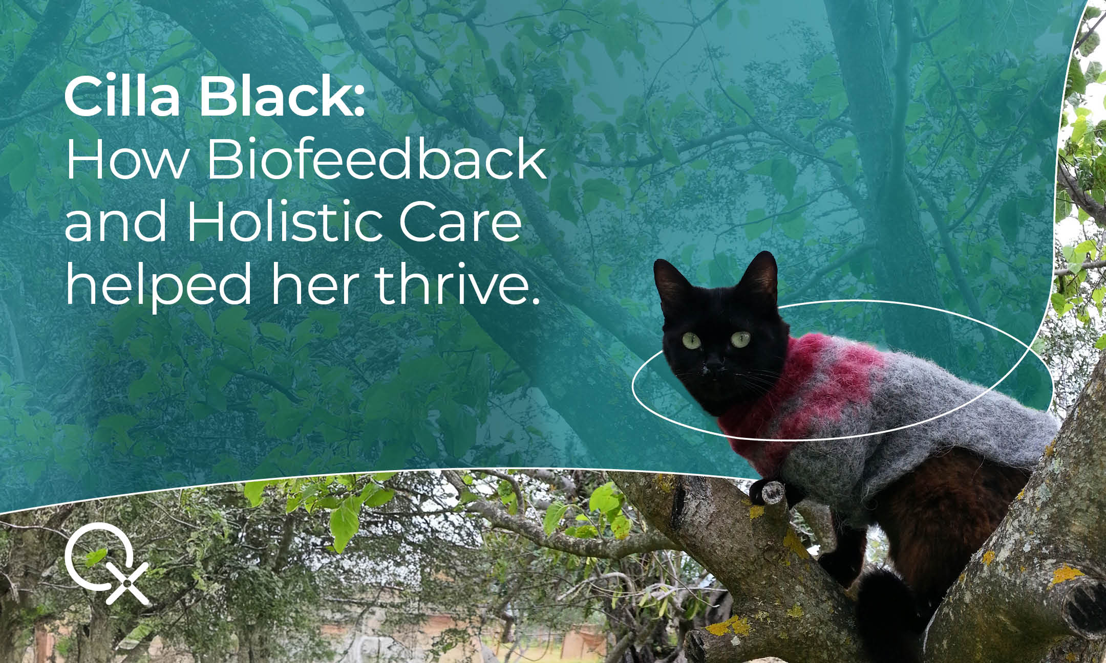 Rescue cat Cilla Black relaxing peacefully by a pond, symbolizing calm and relief through natural care and biofeedback.