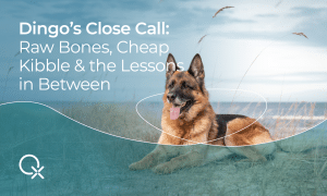 كلب الراعي الألماني مستلقٍ على حصيرة حيوانات الارتجاع البيولوجي.