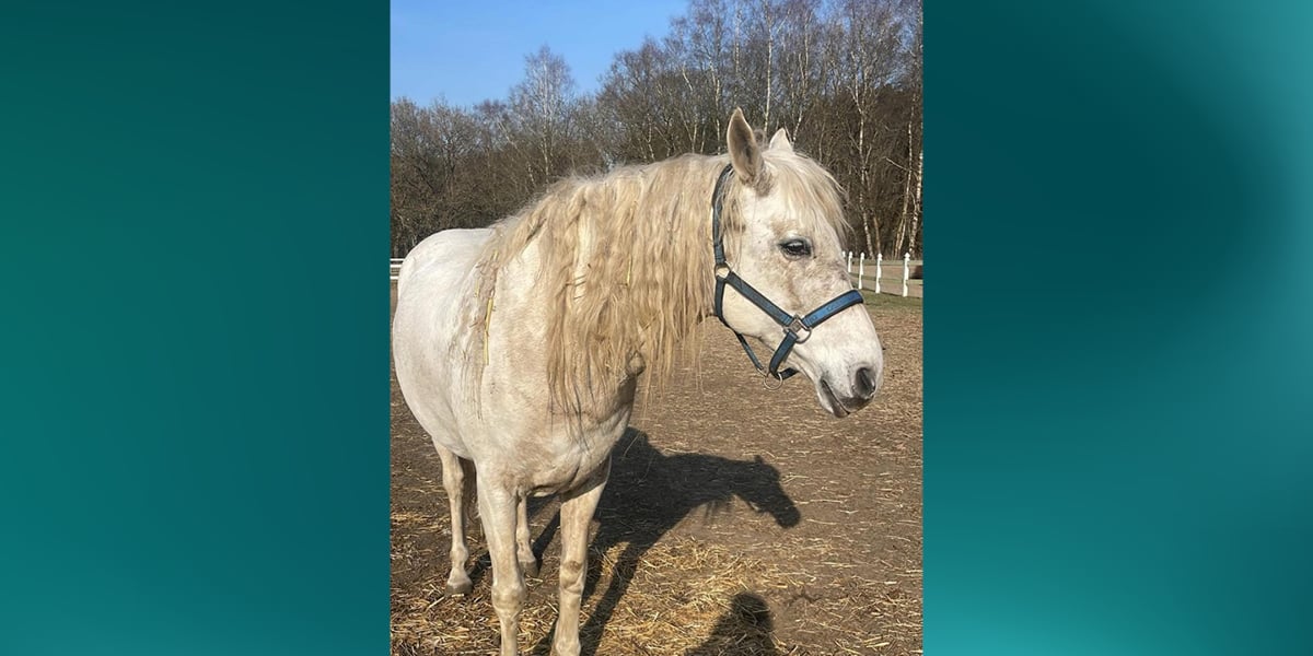 White horse with long mane in paddock