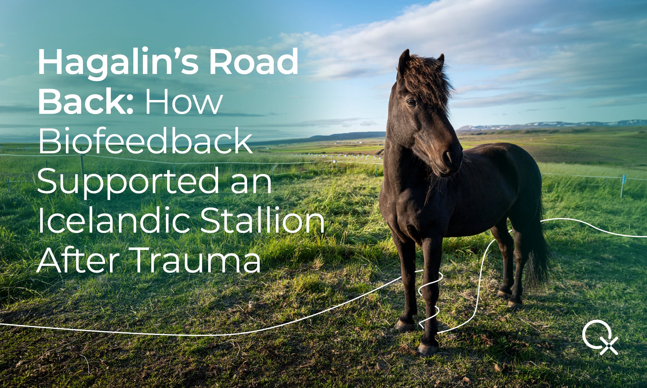 Icelandic stallion in green field with headline text